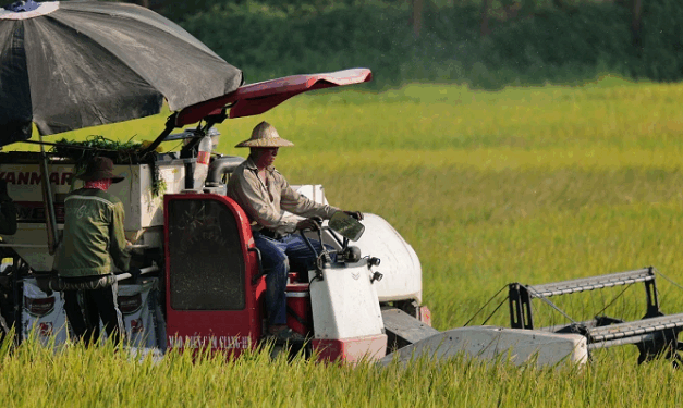 Ngành gạo rơi vào “vùng trũng” lợi nhuận ngay quý đầu năm
